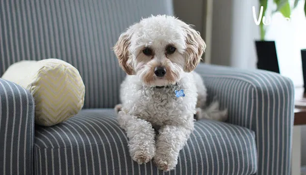 giong-cho-nho-nuoi-trong-nha