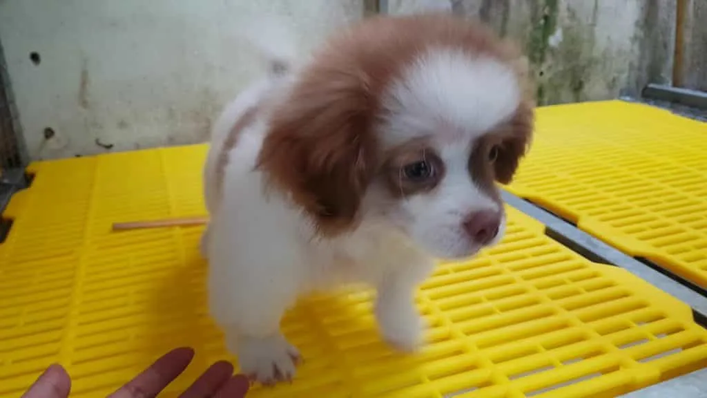 Chó Phốc lai Nhật