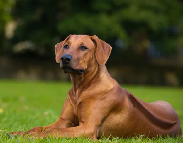 Chó Phú Quốc với lông xoáy đặc trưng trên lưng