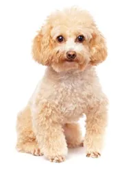 Chó Poodle với bộ lông xoăn màu nâu, dáng đứng thanh lịch và biểu cảm thông minh
