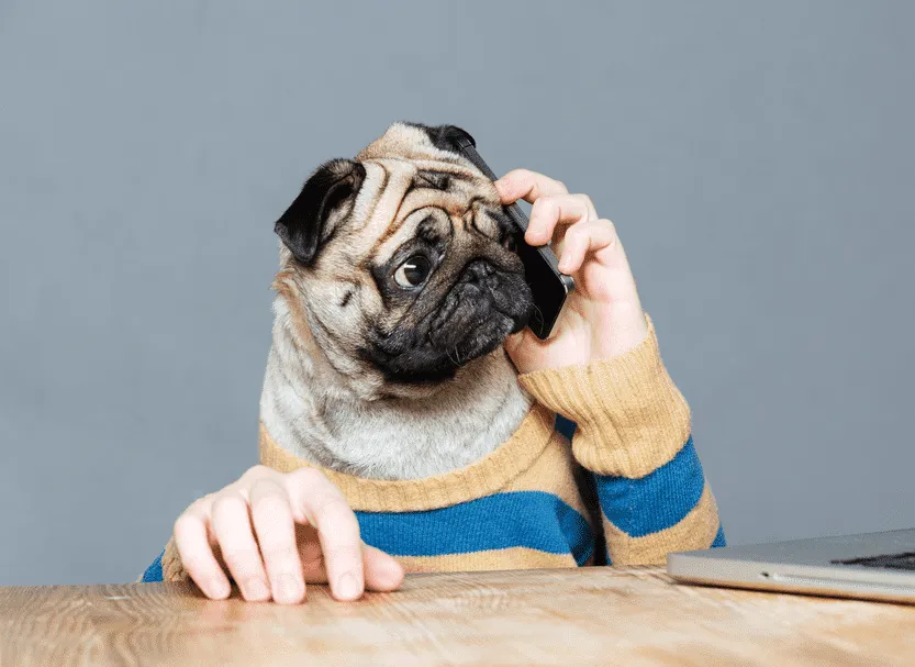 ChÃ³ nhá» nháº¥t tháº¿ giá»›i - Pug máº·t xá»‡