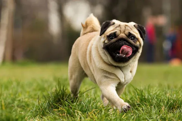 Pug với gương mặt nhăn nheo đặc trưng