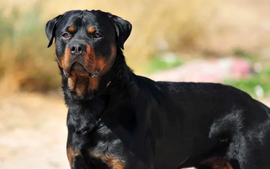 Chó Rottweiler là một trong những giống chó dẫn đường đầu tiên