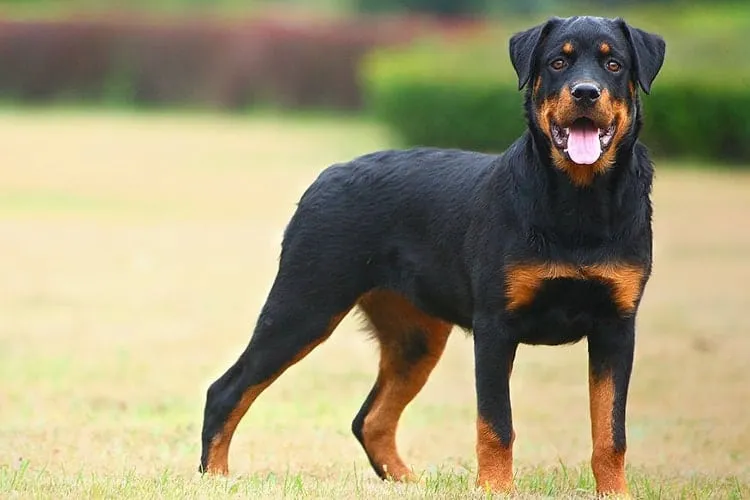 Chó Rottweiler trưởng thành với bộ lông đen bóng và thần thái tự tin đang quan sát xung quanh
