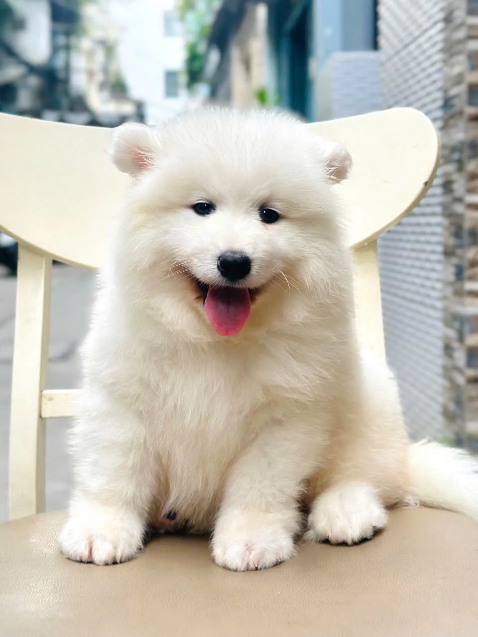 Chó Samoyed tại Đà Nẵng