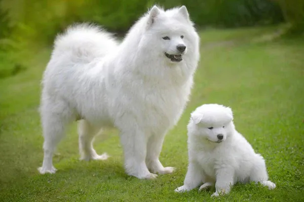 Samoyed với bộ lông trắng dày và nụ cười đặc trưng