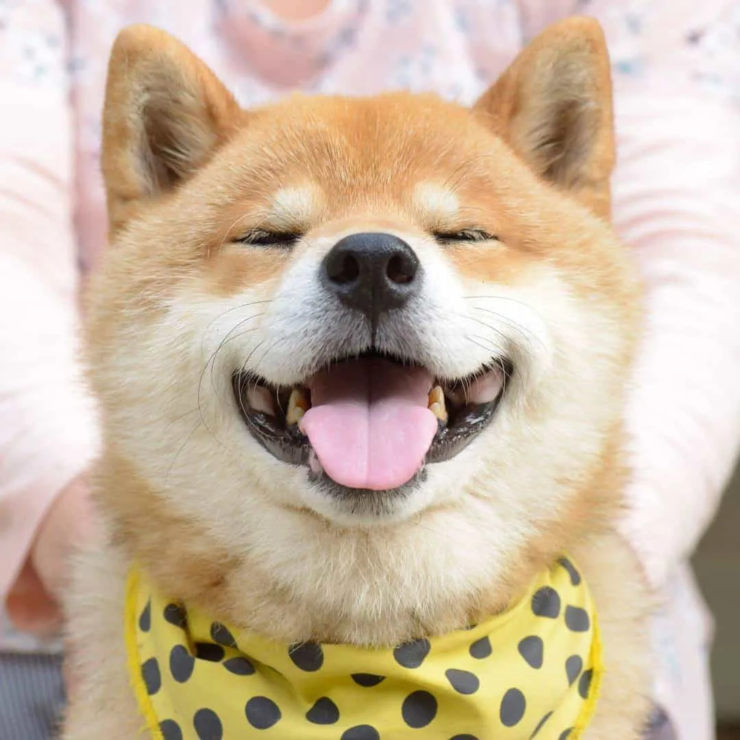 Chó Shiba Inu tại Đà Nẵng