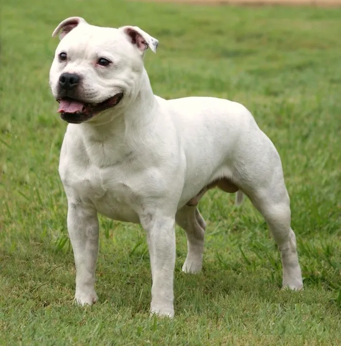 Dòng chó Staffordshire Bull Terrier với cơ bắp cuồn cuộn đang đứng trước cửa nhà đầy dũng mãnh