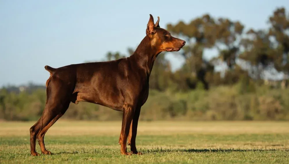 Doberman Pinscher có tư duy bảo vệ và phản xạ đứng đầu thế giới loài chó