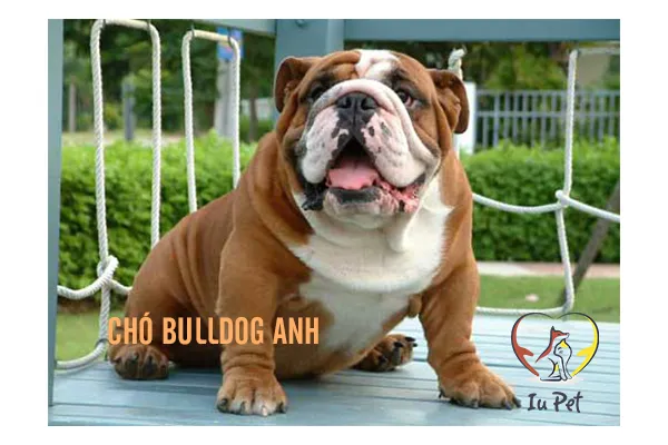 Chó Samoyed với bộ lông trắng muốt