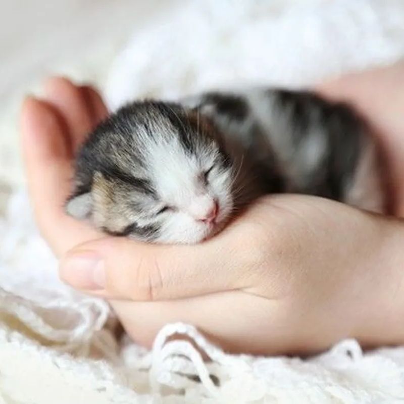 Cách Chơi Với Mèo Con 2 Tháng Tuổi