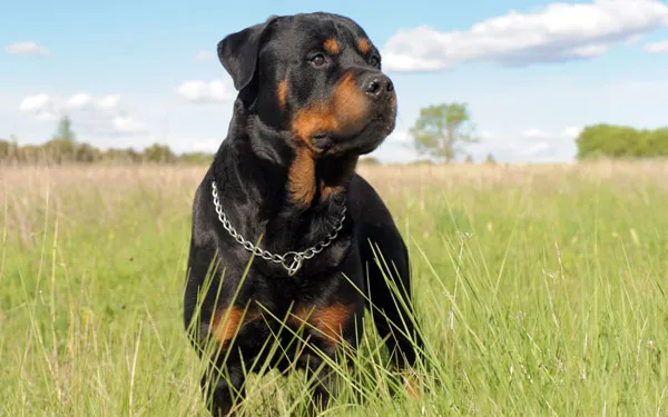Chó Rottweiler.
