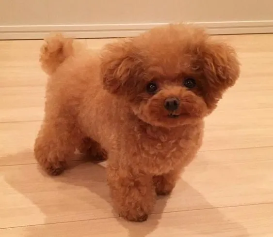ChoÌ́ Poodle nÃ¢u Ä'oÌ‰ dÃªÌƒ thÆ°Æ¡ng.