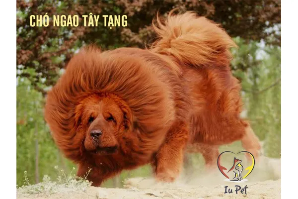 Ngao Tây Tạng với bộ lông dày và thân hình vạm vỡ