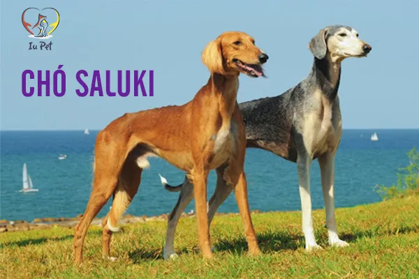Saluki với thân hình thanh mảnh và uyển chuyển