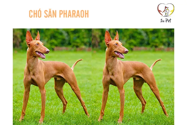 Pharaoh Hound với thân hình thanh mảnh