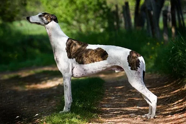 Cho-greyhound