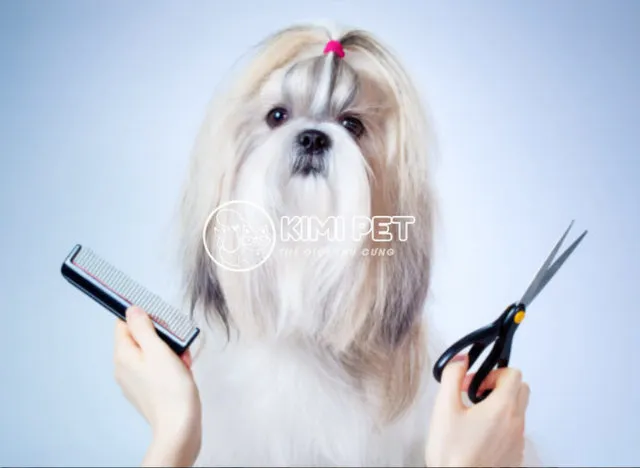 Chú chó xinh đẹp sau khi được cắt tỉa lông chuyên nghiệp