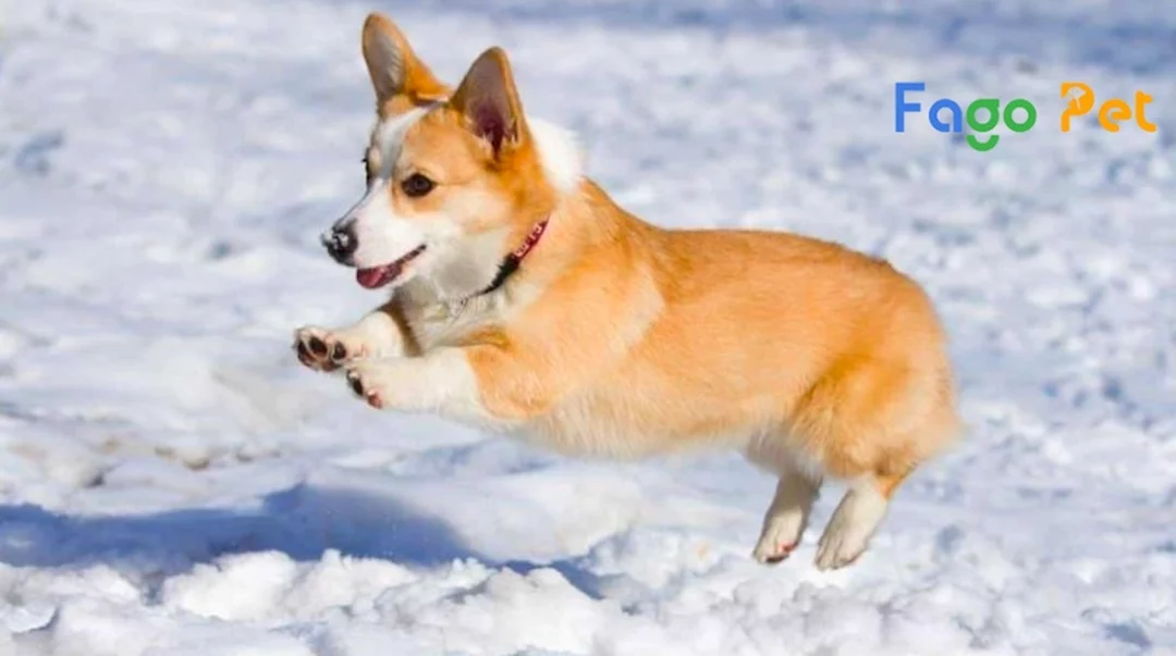 chuồng chó corgi kích thước rộng cho chó chân ngắn