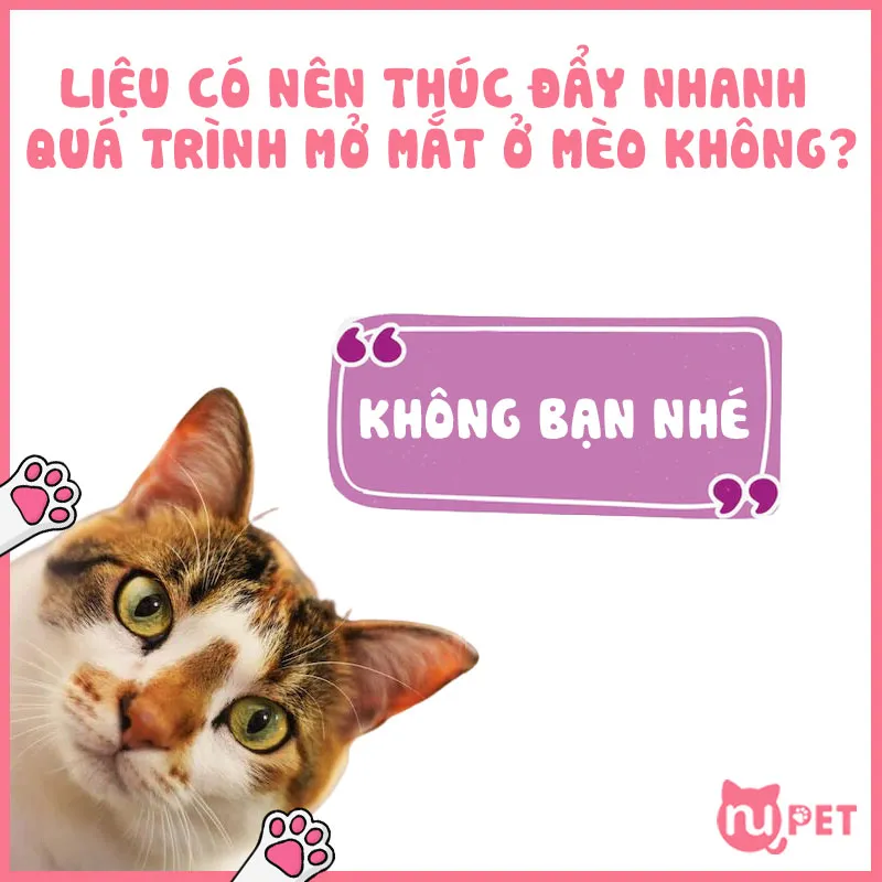 Mèo con đang trong giai đoạn phát triển thị giác