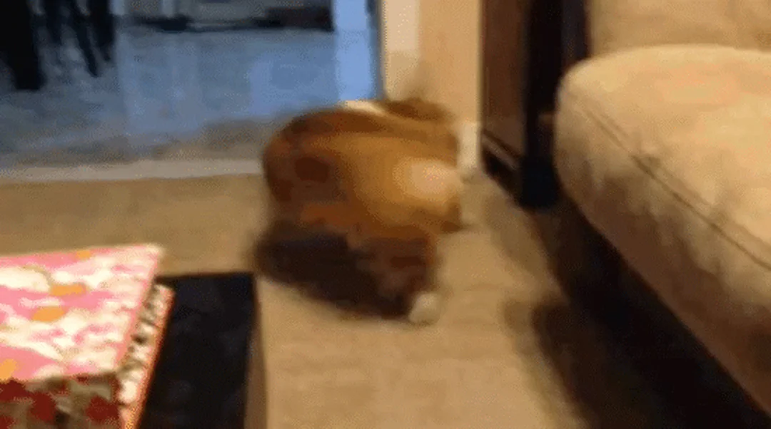 corgi mông to chạy chơi trong sân