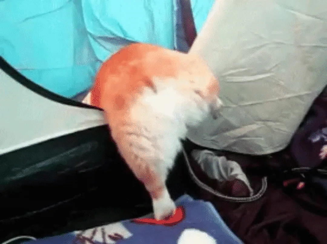 corgi mông to chạy lắc hông trên sân