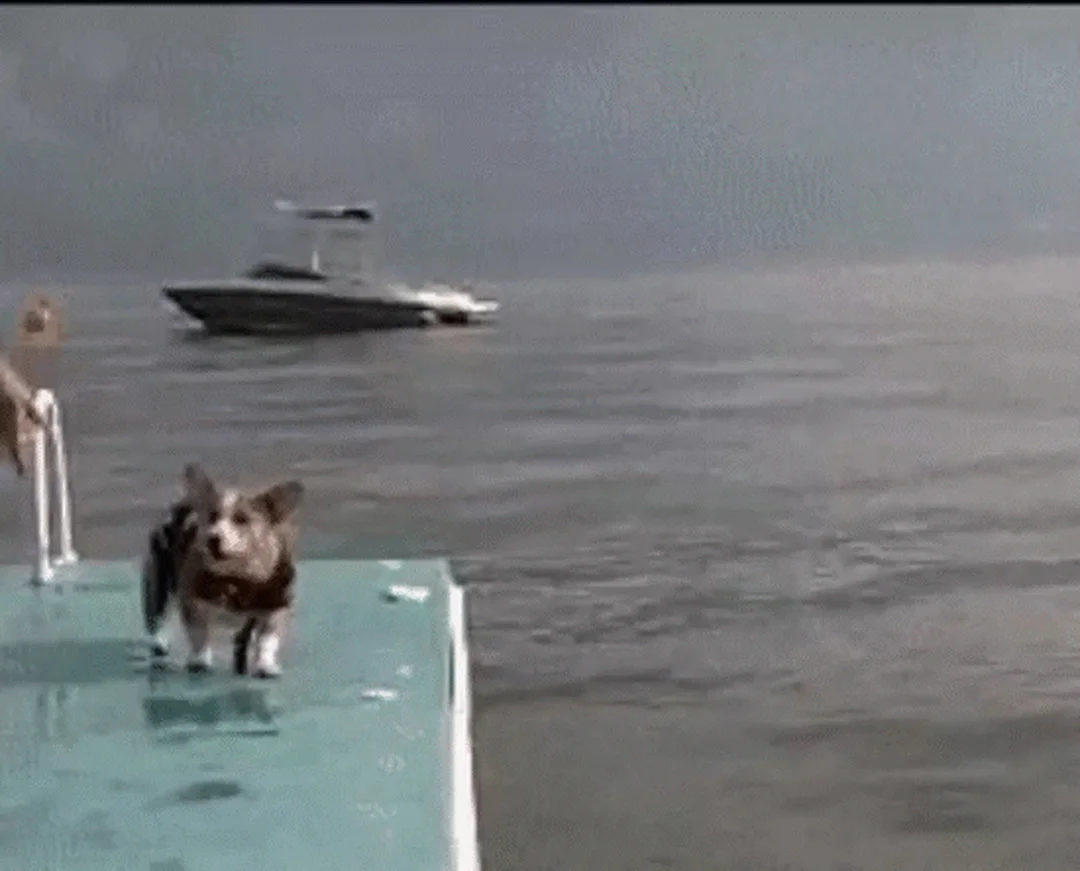 corgi mông to leo bậc thềm