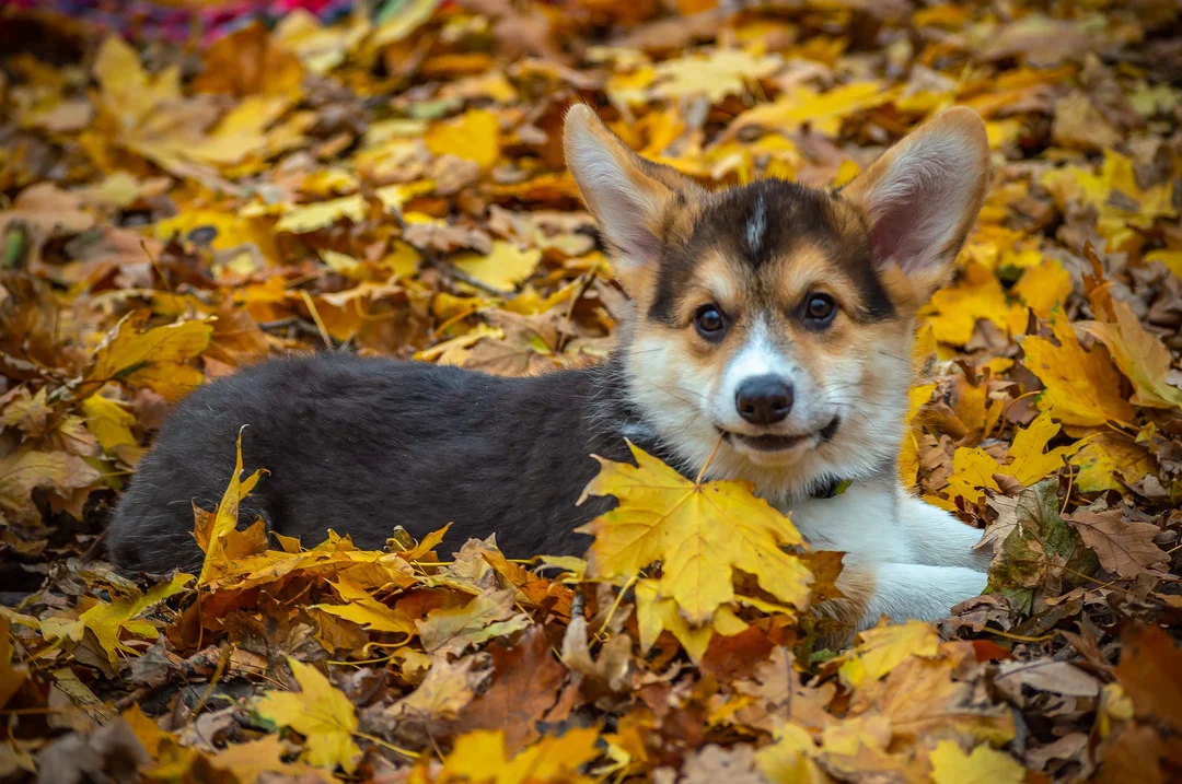 corgi theo từng độ tuổi ăn uống