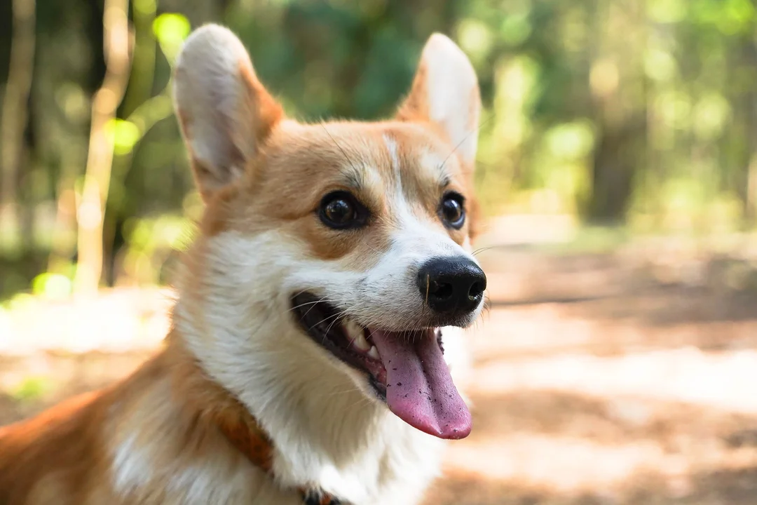 corgi vận động và ăn uống
