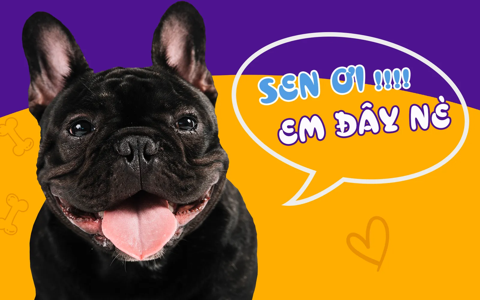 Cửa hàng bán chó tại TP.HCM