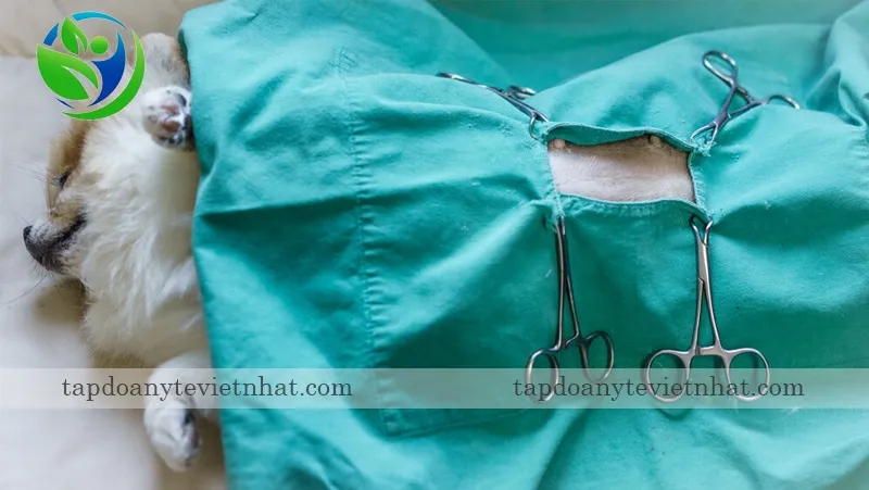 chó cái có thể về nhà ngay sau khi phẫu thuật triệt sản