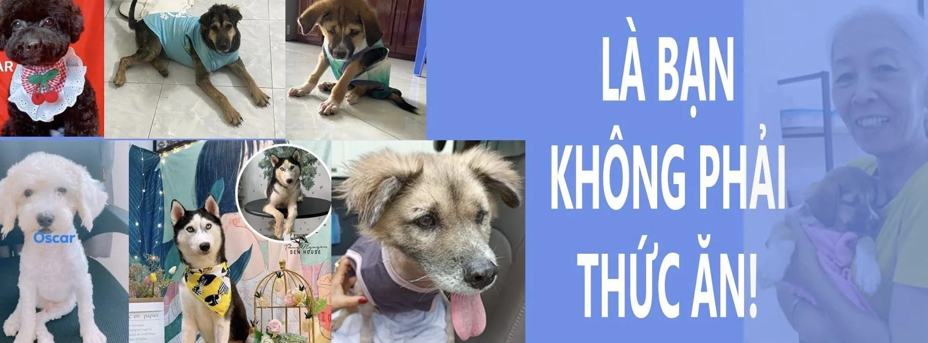 Các bé mèo già đang nghỉ ngơi trong không gian yên tĩnh của nhà dưỡng lão