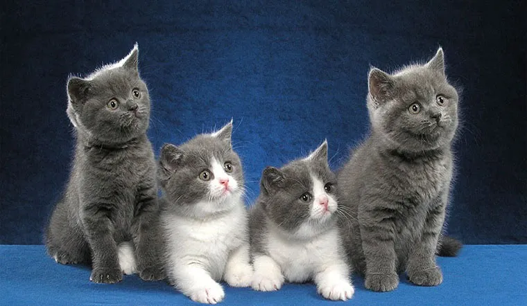 Thức ăn cho mèo ALN