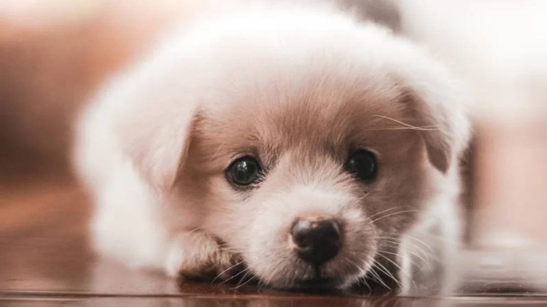 đặt tên chó corgi bằng tiếng Anh tiếng Việt tiếng Nhật