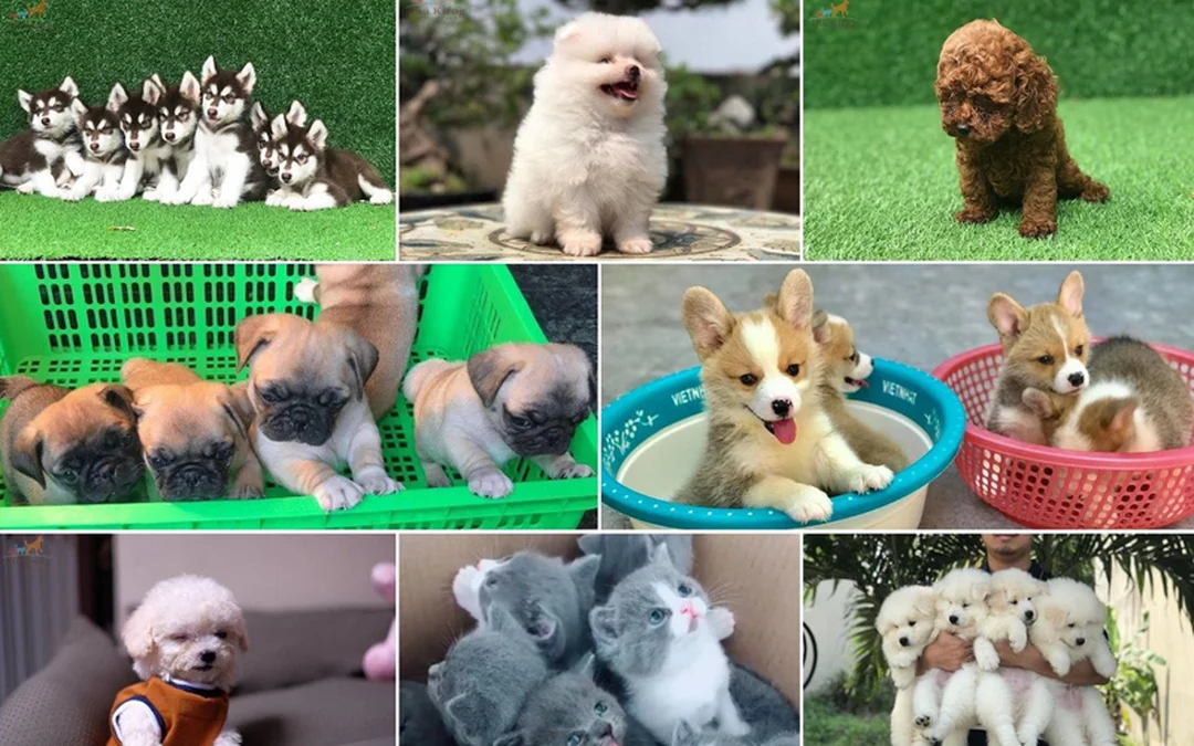 đặt tên chó corgi và thử phản xạ trong 7 ngày