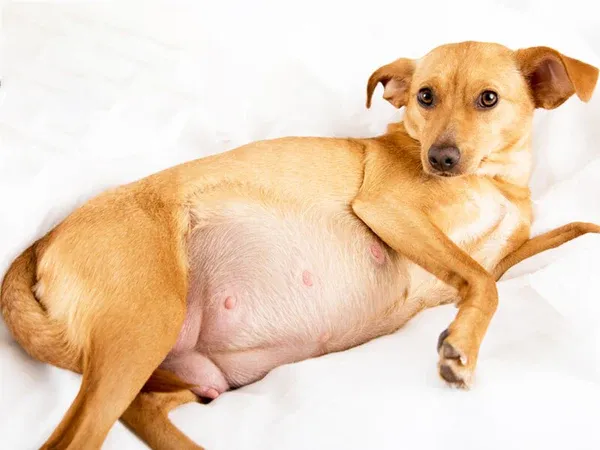 Dấu hiệu bụng bắt đầu to ra và núm vú hồng hào rõ rệt là những minh chứng cụ thể cho thấy quá trình phối giống đã thành công