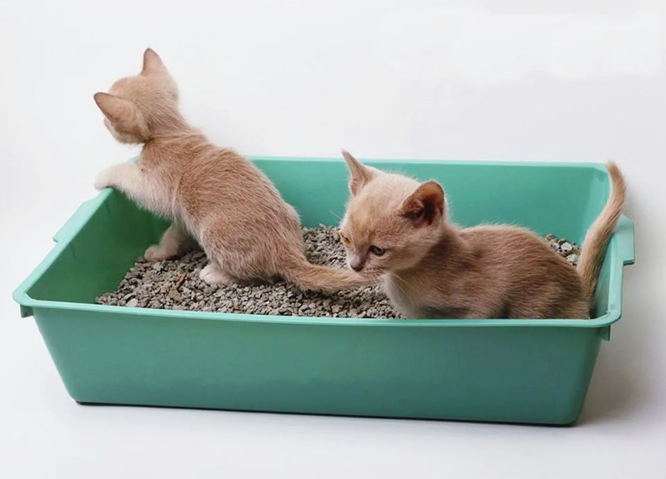 Dấu hiệu mèo muốn đi vệ sinh