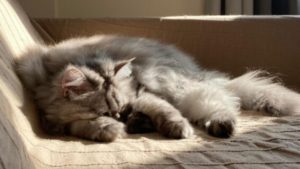 Dấu Hiệu Nhận Biết Mèo Bị Bệnh Gan Và Cách Điều Trị Hiệu Quả