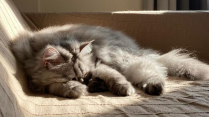 Dấu Hiệu Nhận Biết Mèo Bị Bệnh Gan Và Cách Điều Trị Hiệu Quả