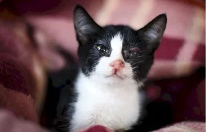 Dấu Hiệu Nhận Biết Mèo Bị Bệnh Về Mắt Và Cách Điều Trị Hiệu Quả