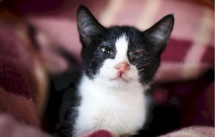 Dấu Hiệu Nhận Biết Mèo Bị Bệnh Về Mắt Và Cách Điều Trị Hiệu Quả