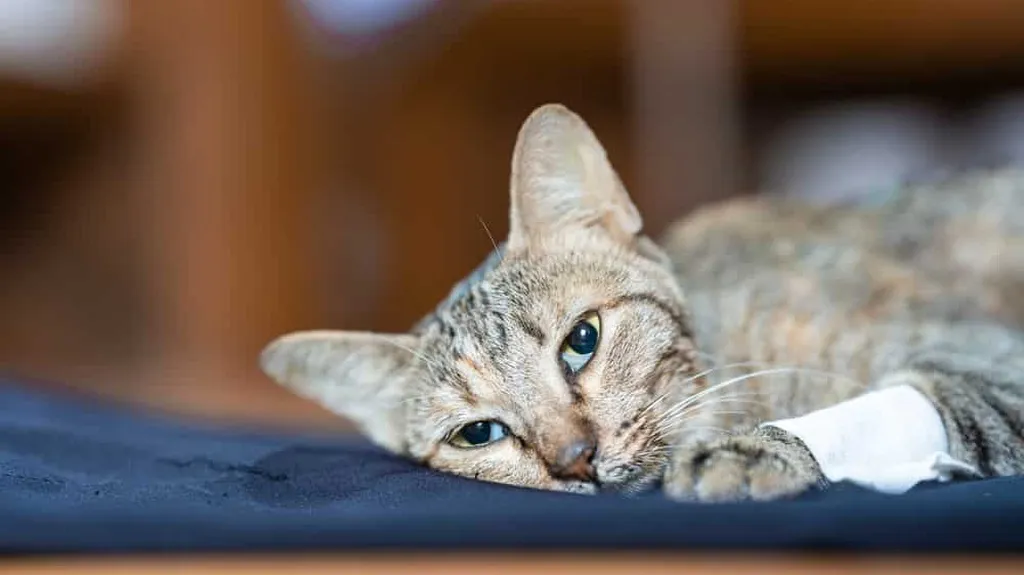 Cách ly mèo và liên hệ với bác sĩ thú y khi thấy có dấu hiệu nghi ngờ mắc bệnh dại