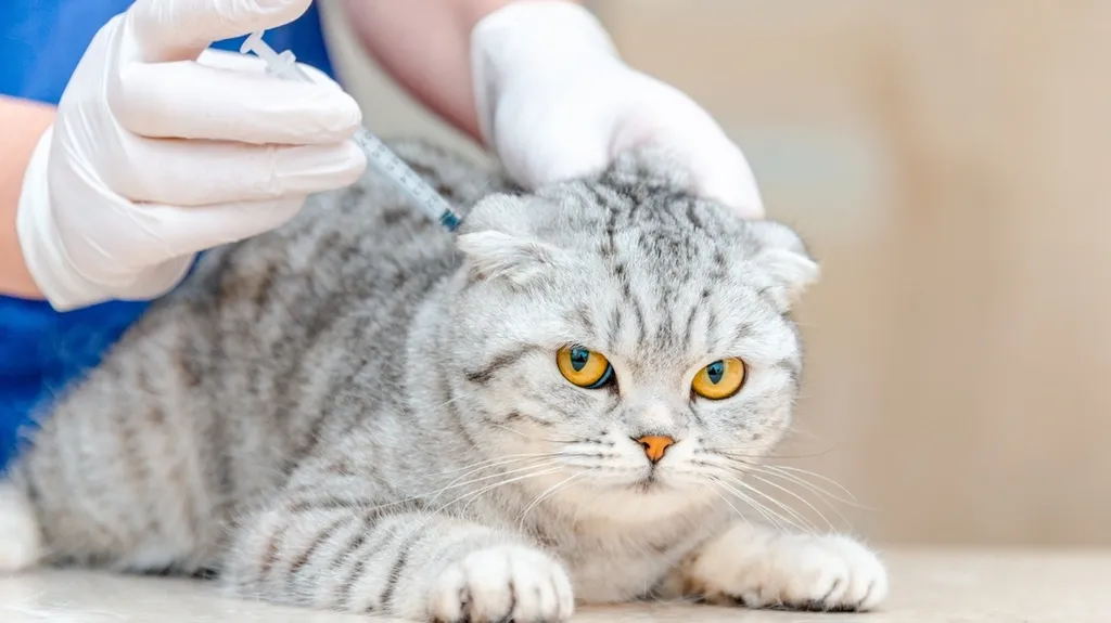 Đưa mèo đi tiêm vắc xin phòng dại theo hướng dẫn của bác sĩ thú y