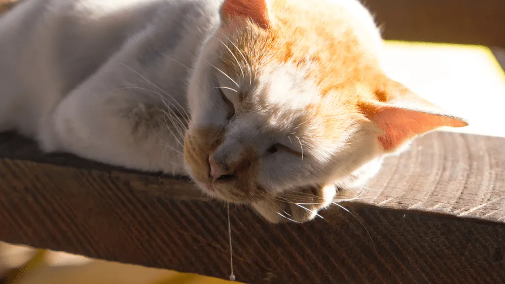 Mèo có hiện tượng chảy nước dãi nhiều và liệt cơ