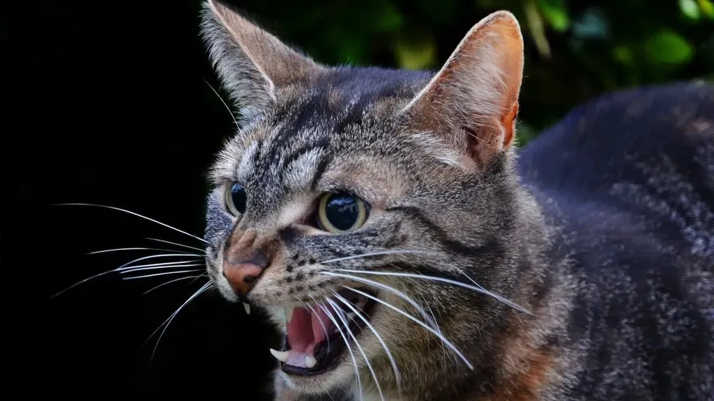 Virus dại lây sang người thông qua vết cắn, cào hoặc khi nước bọt của mèo nhiễm bệnh