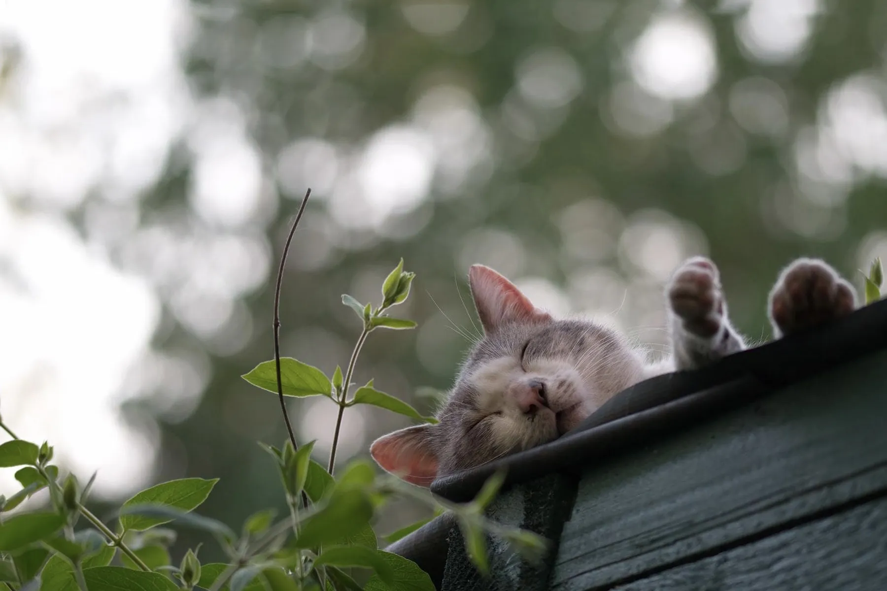 Ghé Thá»‹ Tráº¥n Mèo chÆ¡i nhé các báº¡n!