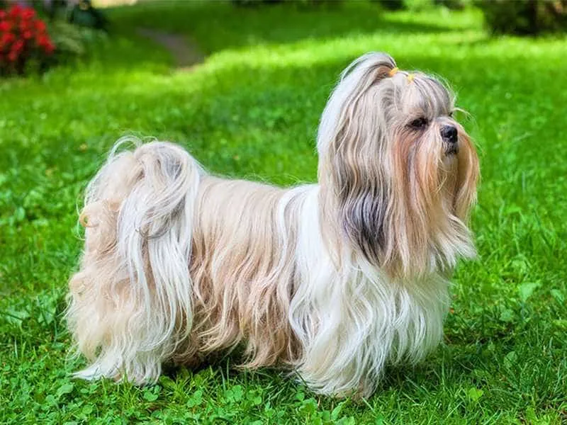 Shih Tzu với bộ lông dài đặc trưng