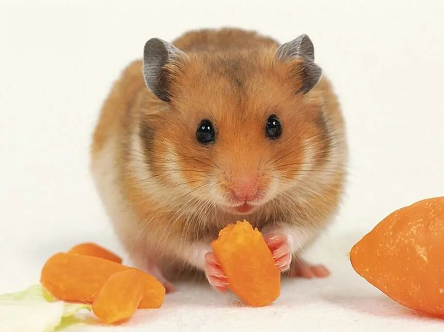 thức ăn cho hamster