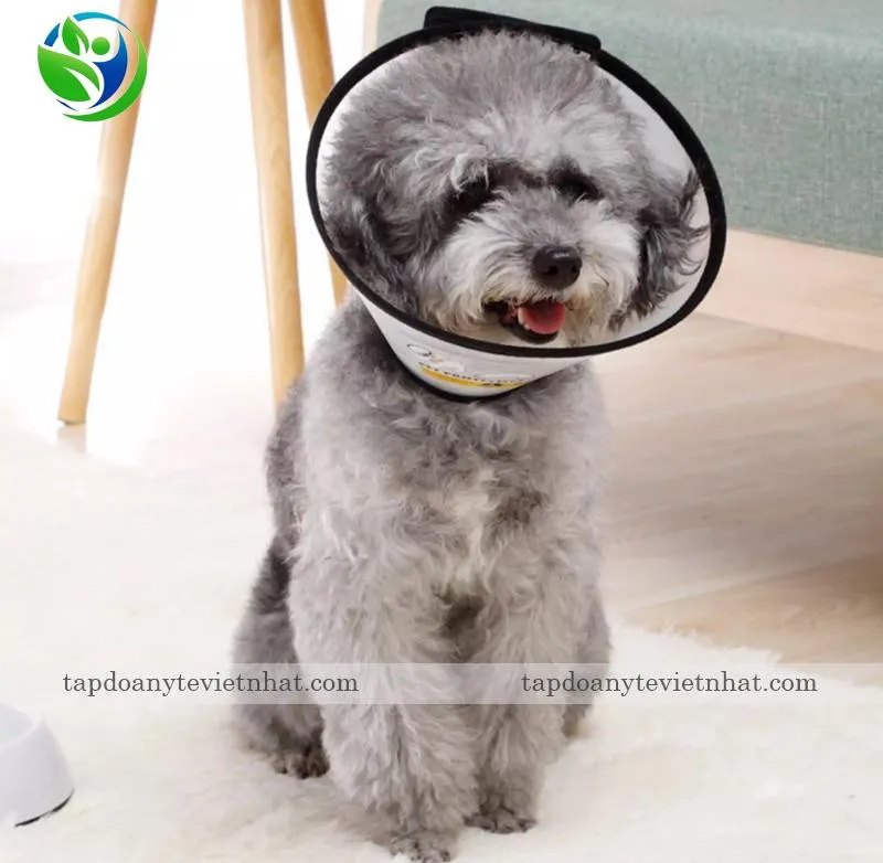 đeo phễu tránh cún liếm vào vết thương