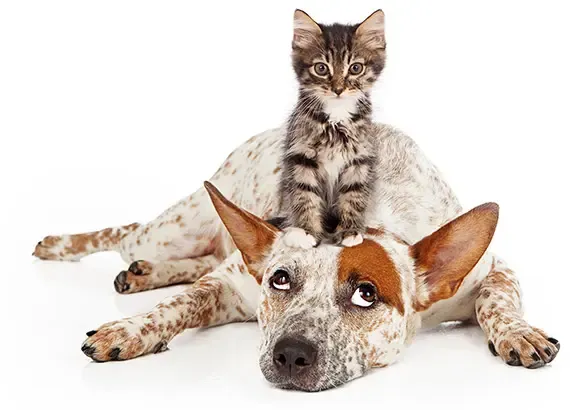 Nhân viên Kami đang thực hiện các bước chuẩn bị hỏa táng cho thú cưng một cách trang trọng